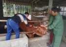 Xã Thọ sơn tổ chức Tiêm phòng vắc xin cho đàn gia súc, gia cầm trên điạ bàn xã Thọ Sơn đợt 1 năm 2023